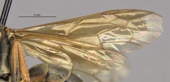 Media type: image;   Entomology 26648 Aspect: wing